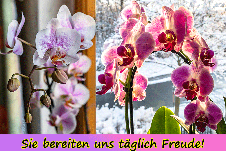 Orchideen bereiten uns Freude im Winter - Foto: JoSt © 2021